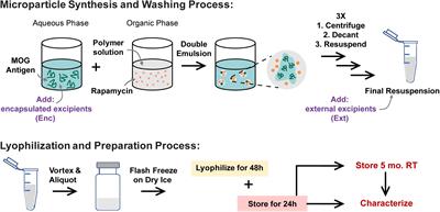 Impact of Excipients on Stability of Polymer Microparticles for Autoimmune Therapy